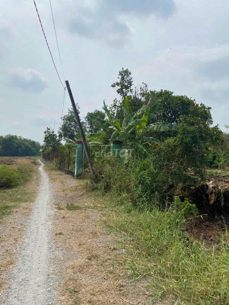 Bán đất Bình Chánh - Ảnh 3
