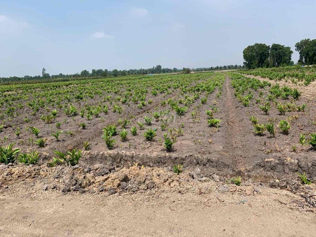 Bán rẻ đất 1178m2 giá 2.1ti xã Bình Lợi - Ảnh 2