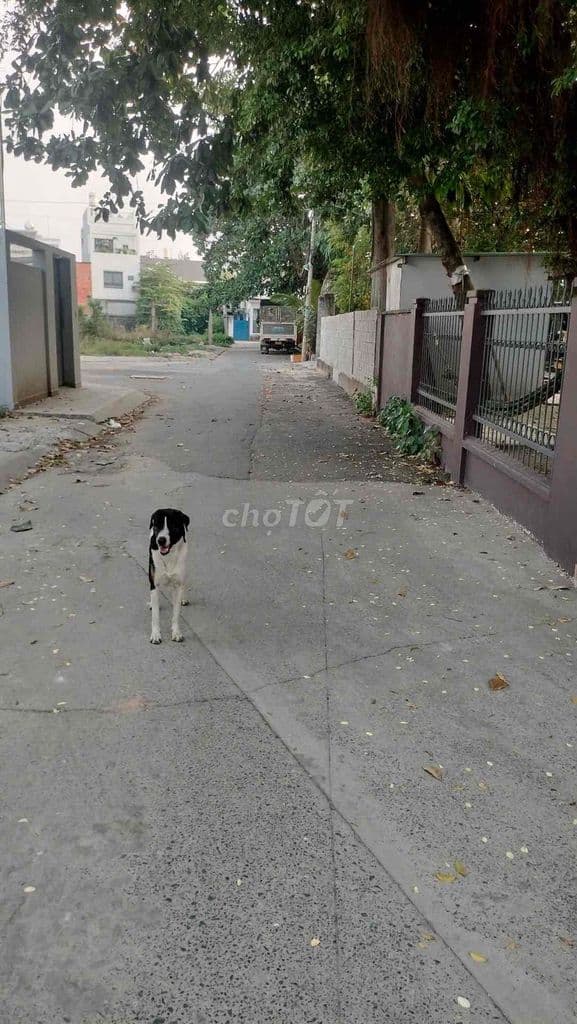 250m Ô Tô Ngủ Trong Nhà- Dương Công Khi - Đất Lớn Xây Dựng Tự Do - Ảnh 2