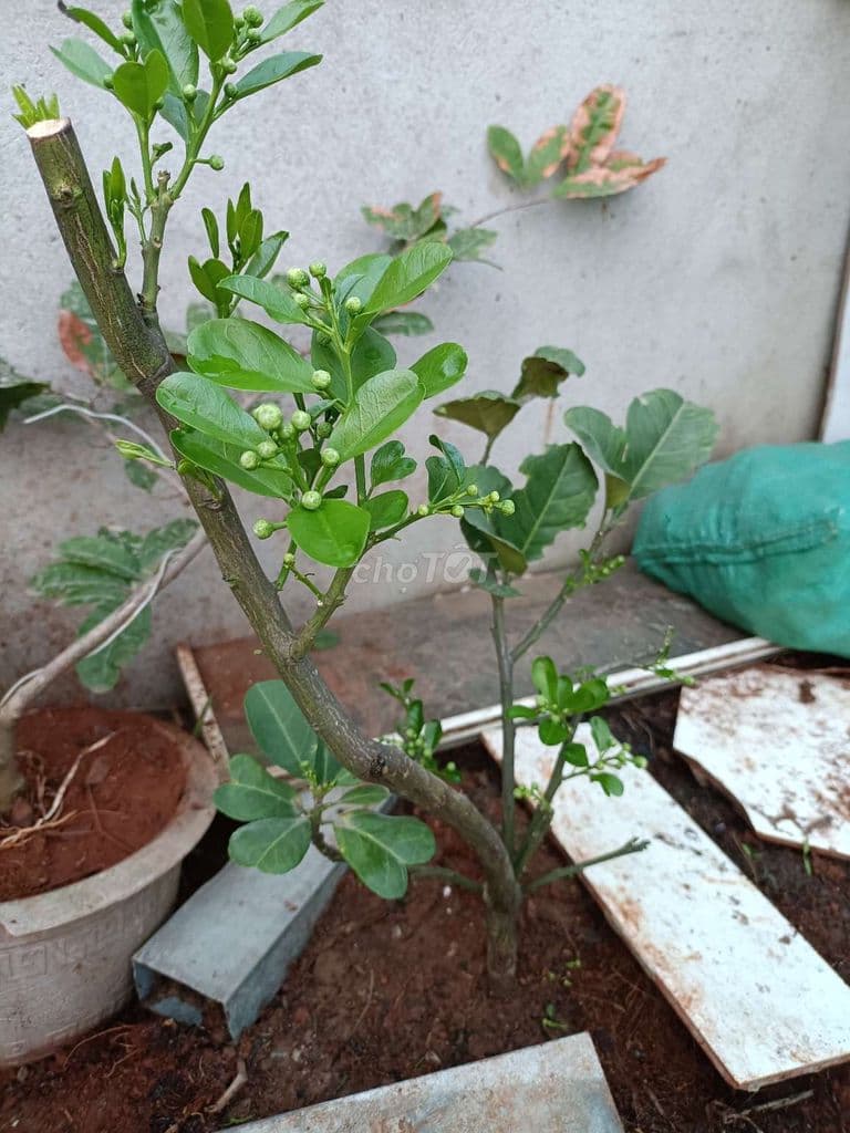Bán nhà sổ riêng, xây dưng kiên cố vào ở ngay - Ảnh 2