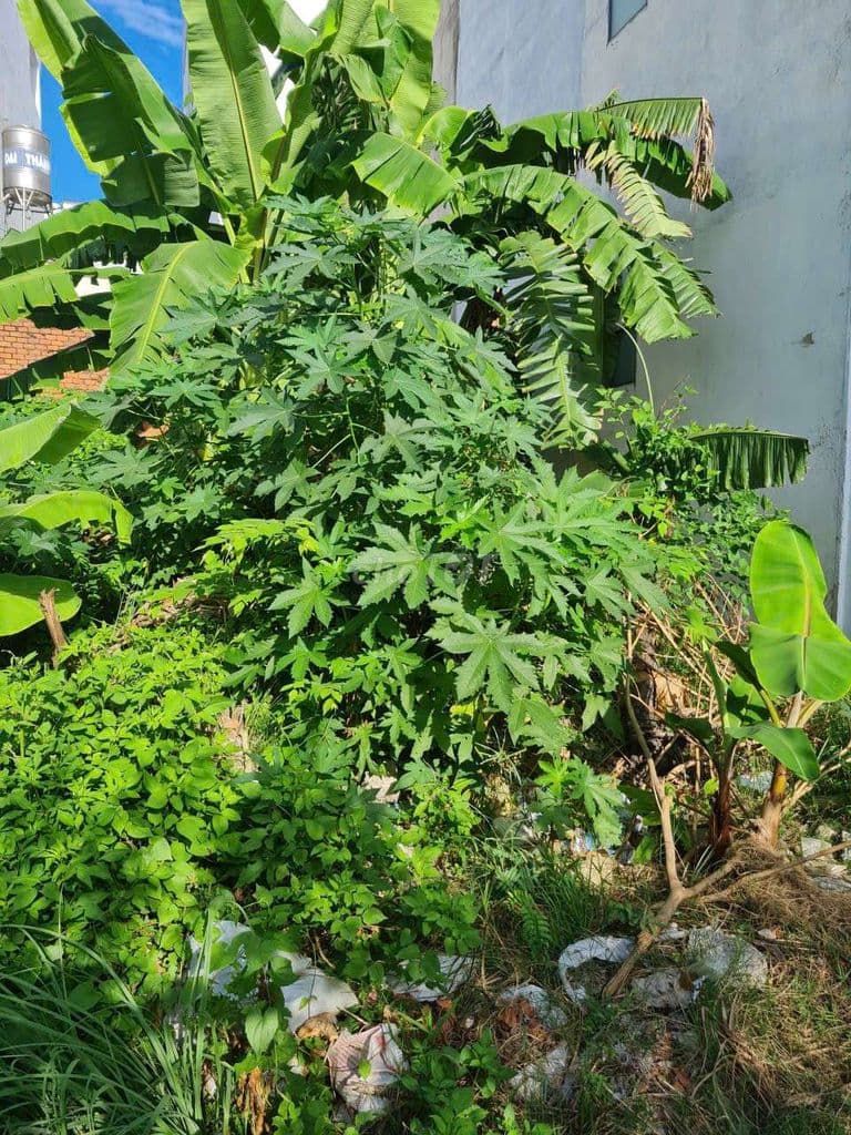 BÁN ĐẤT THỔ CƯ CHÍNH CHỦ GẦN CHỢ, TRƯỜNG HỌC, ĐƯỜNG THẠNH XUÂN 22 - Ảnh 3