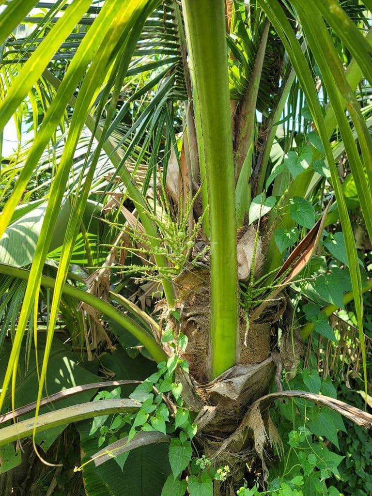 Bán 500m2 đất Xã Tân Thạnh Đông, Củ Chi, giáp Hóc Môn, VĐ 3, Cao tốc - Ảnh 3