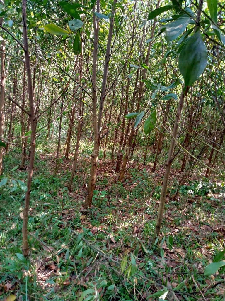 giá đình muốn bán đất rừng full sổ - Ảnh 3