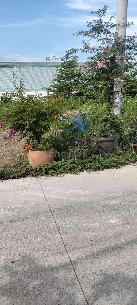 Bán Đất hẻm 154 Nguyễn Văn Tạo xã Long Thới huyện nhà bè TP HCM - Ảnh 3