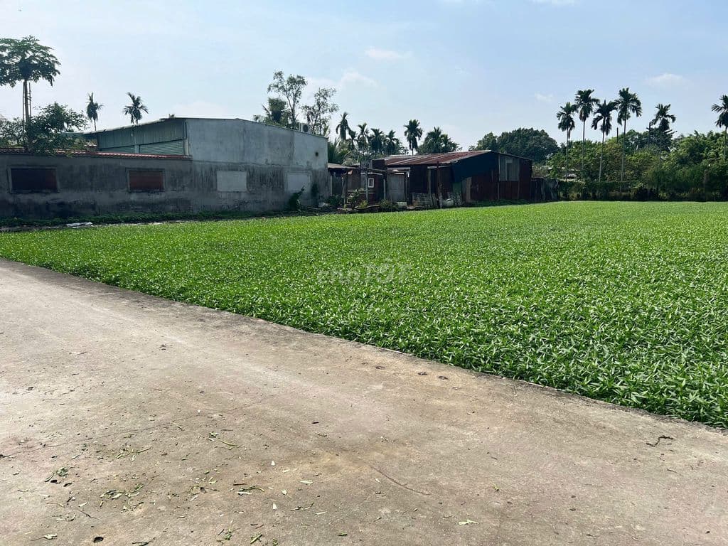 Bán đất Thạnh Xuân 25, Quận 12, HCM, giá cực chất 3 tỷ, 140 m2 CLN - Ảnh 3