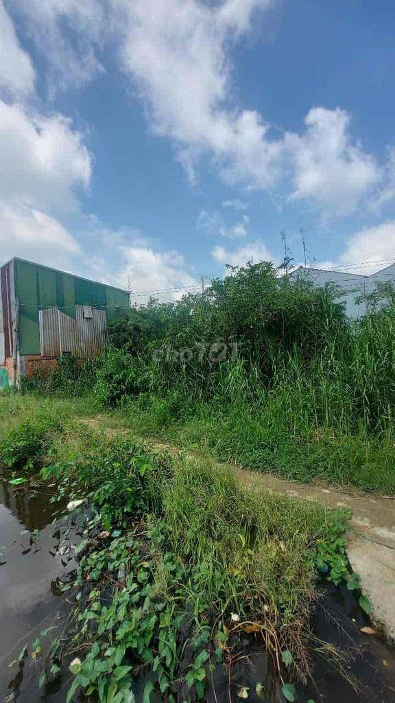 chủ ngộp cần bán gấp 2 miếng đất ấp 3 tân qúi tâu bình chánh gần 600m2 - Ảnh 2