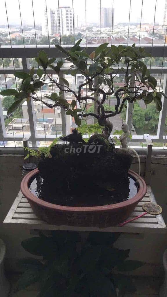 CĂN HỘ 2PN LINH TÂY – SỔ RIÊNG – TẦNG CAO THOÁNG MÁT – CHÀO 3,5 tỷ