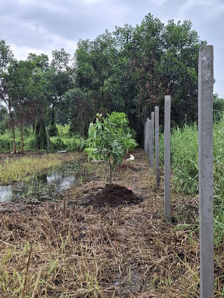 Bán đất xã Lê Minh Xuân, Bình Chánh gần đường Vành đai 3, - Ảnh 3