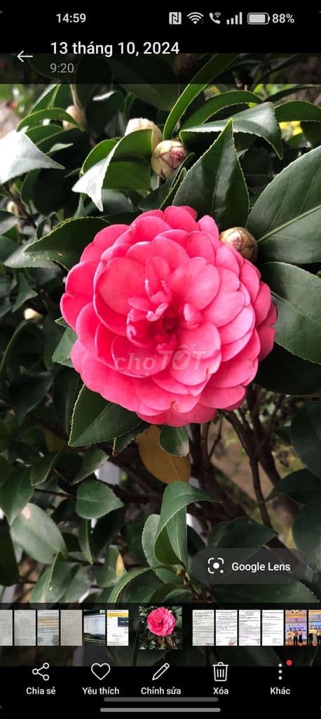 chính chủ cần bán đất trồng cây , 300m vuông, giá 1.5 ty, hh 50tr - Ảnh 2