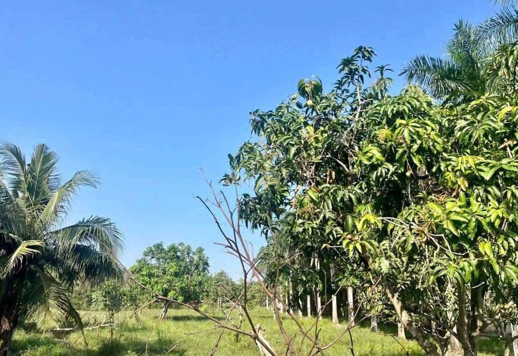 1hec4 MT Long Phước Chỉ 10tr/m2