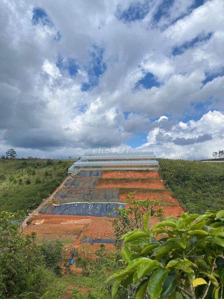 BÁN VƯỜN ĐA SAR 16HA CÓ 4200m2 nhà lồng - Ảnh 2