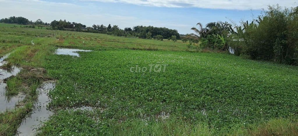Đất nền tại Trung Lập Thượng, TP.HCM với diện tích 4.202m², 10,5 tỷ - Ảnh 3