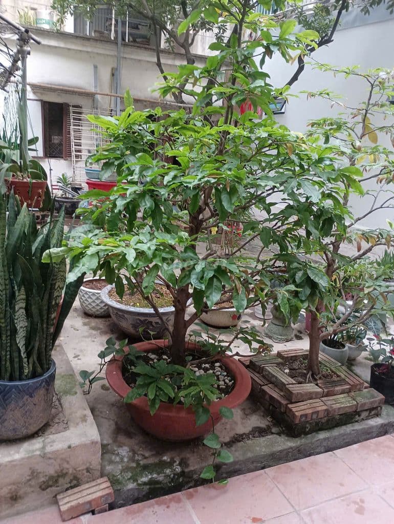 CHỈ 10,1 TỶ CÓ NGAY MẢNH ĐẤT 55M, VUÔNG ĐẸP TRẦN THÁI TÔNG CẦU GIÁY