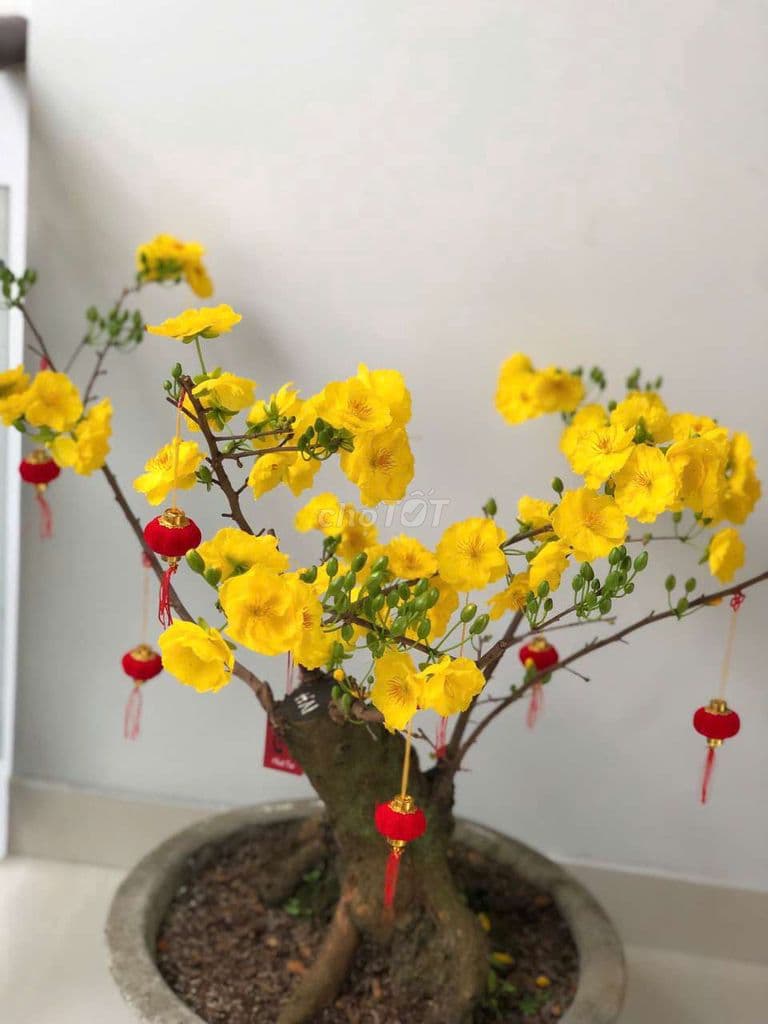 Cần bán nhà vị trí kinh doanh 60 Nguyễn Hữu Tiến Tân Phú - Ảnh 3