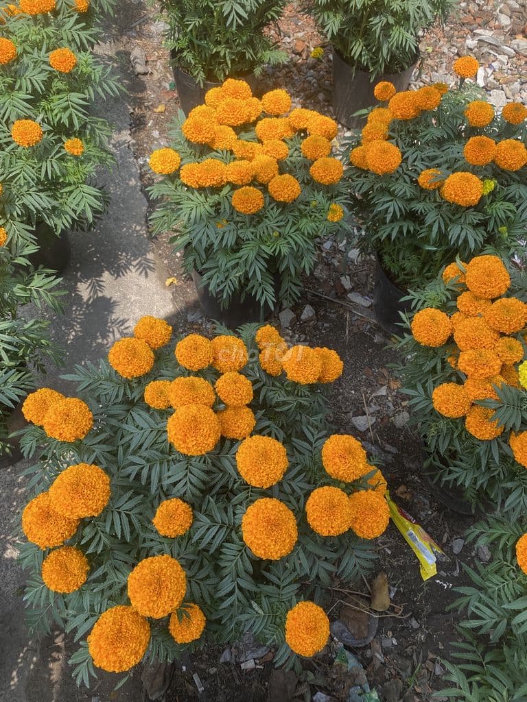 Day Xay nha - Ảnh 3