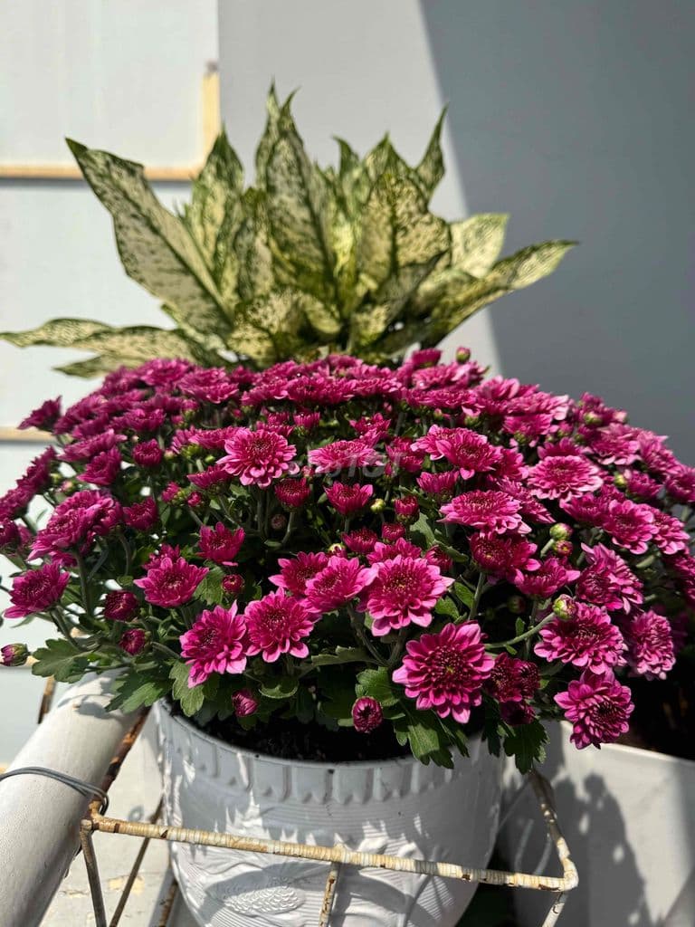 bán lê thành có sổ Hồng riêng - Ảnh 3