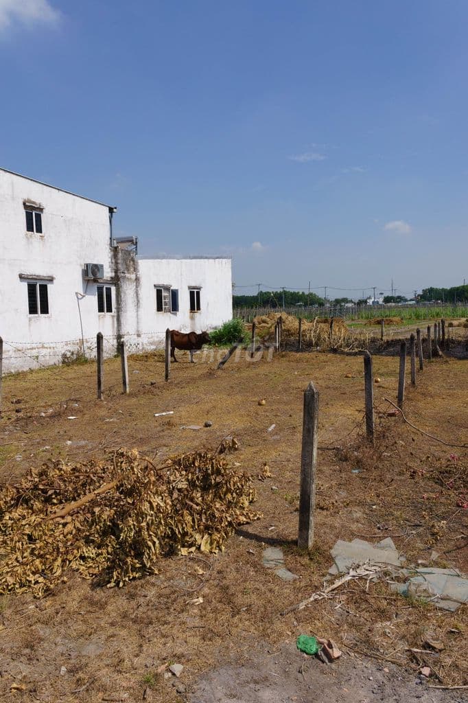 Chính chủ cần bán 173m2 đất tại Hòa Phú, Củ Chi - Ảnh 3