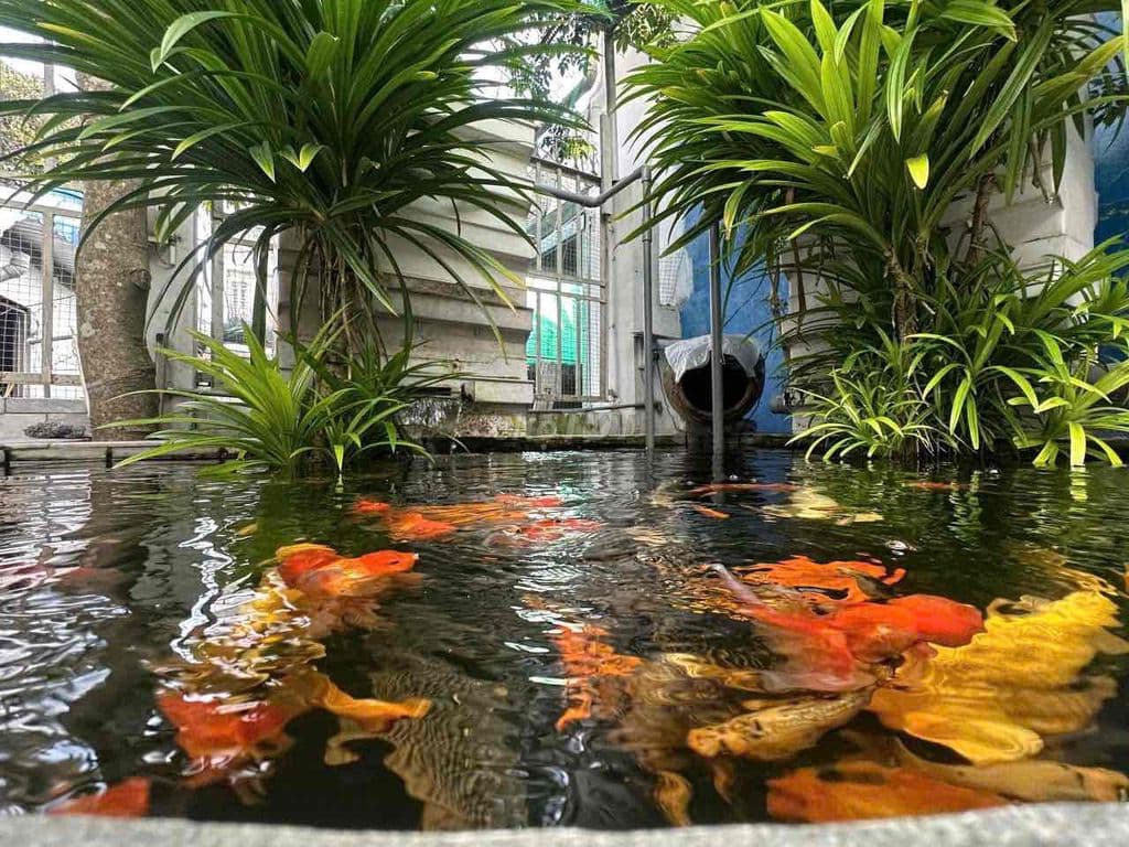 🇻🇳🇻🇳BÁN BIỆT THỰ SÂN VƯỜN GẦN SONG HÀNH GIÁ CHỈ 4TỶ150