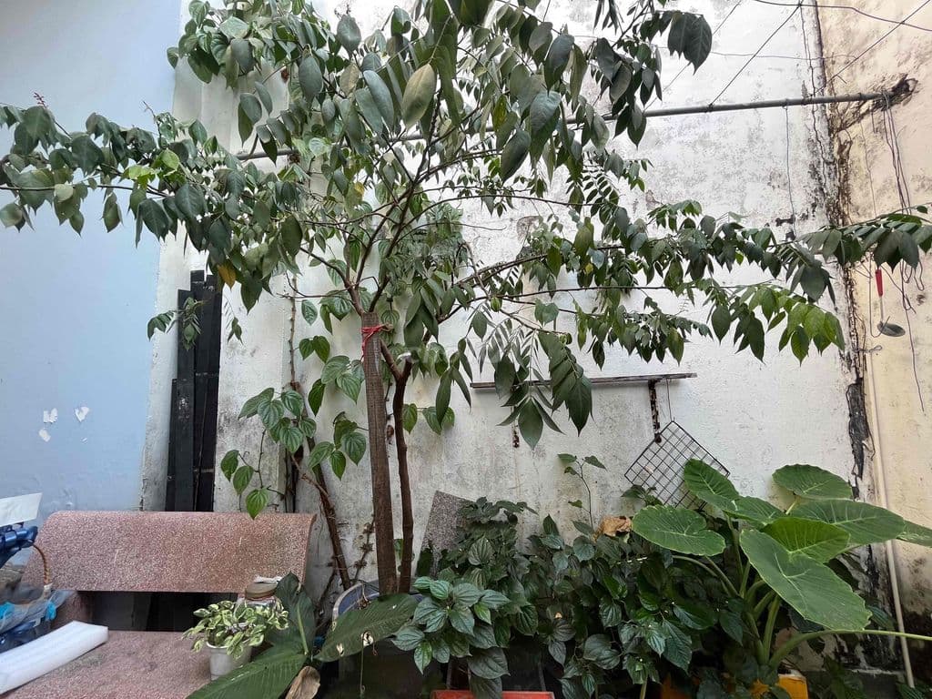 Bán Nhà Mặt Tiền - Ảnh 3