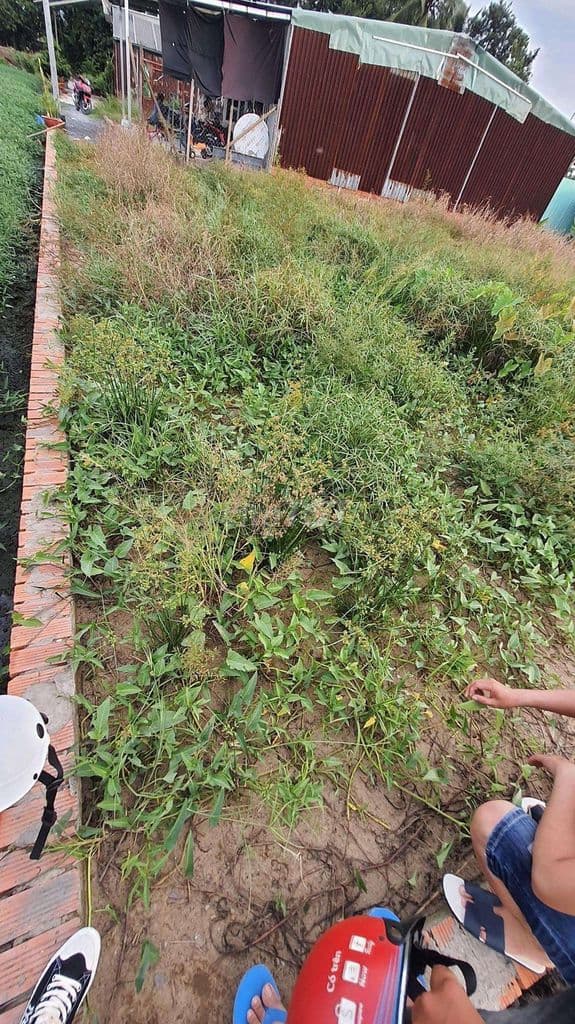 đất bình mỹ 4.5 X 21 - Ảnh 2