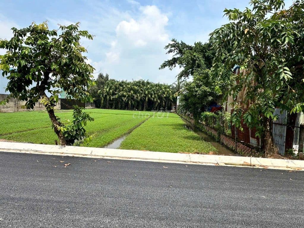 Bán 1300m mặt tiền Nhị Bình 5, đường nhựa lớn - Ảnh 2