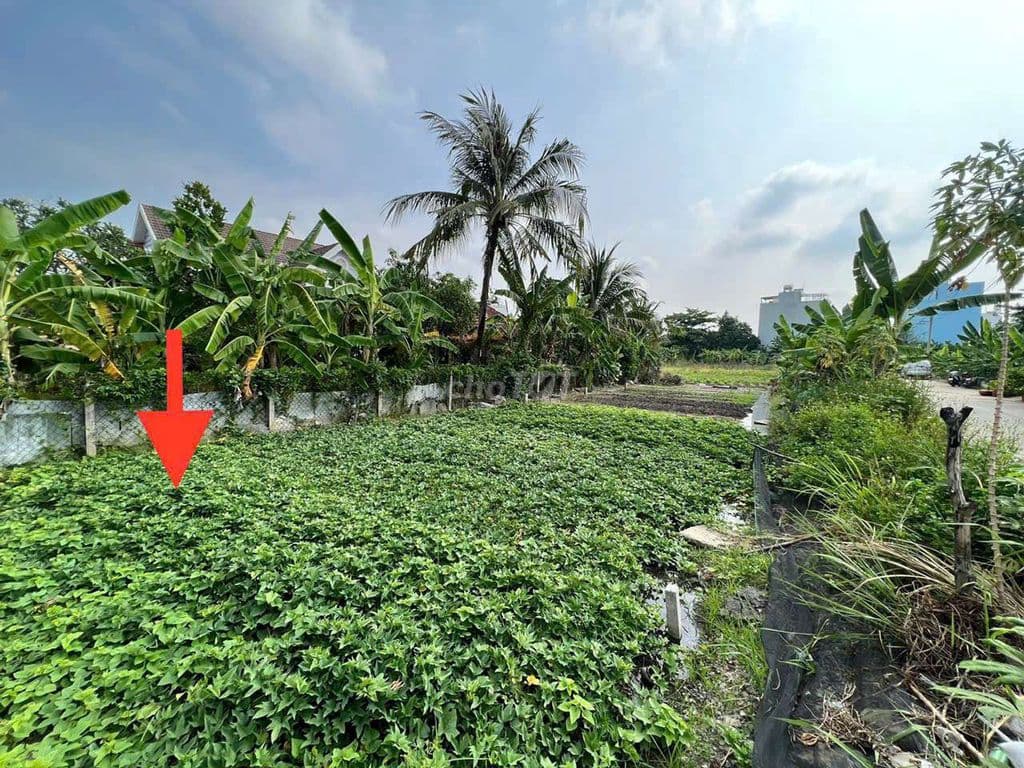 Bán đất thổ cư TX52 q12