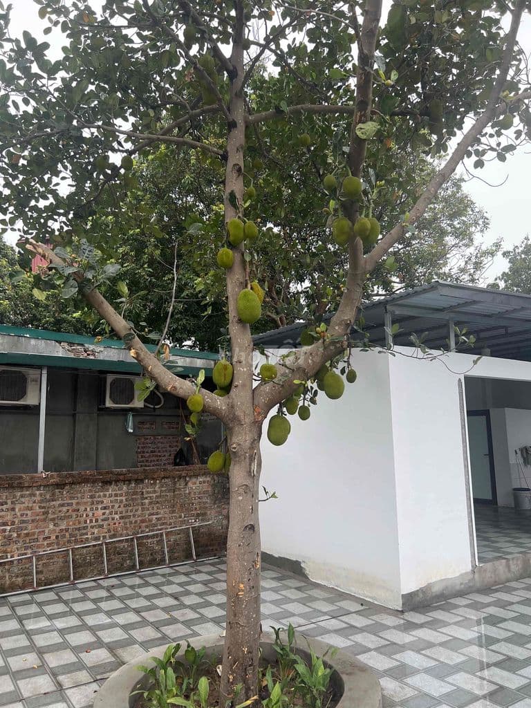 Cần tiền bán gấp 300m sổ đỏ chính chủ - Ảnh 3