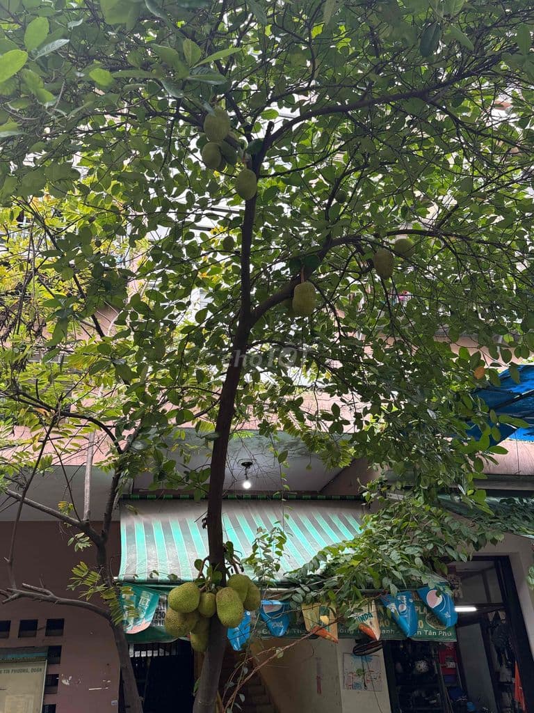 ban cc tay thanh lau 2 dt 58m2 1vs gia 2.8ty tl - Ảnh 3