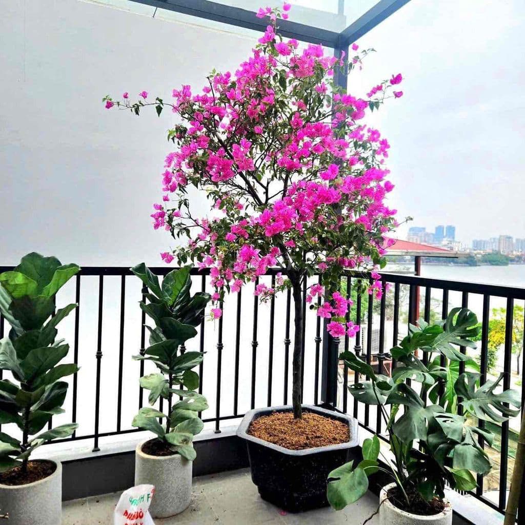 BÁN NHÀ PHỐ THUỴ KHUÊ - 12 TỶ - 7 TẦNG - THANG MÁY - VIEW HỒ TÂY - Ảnh 2