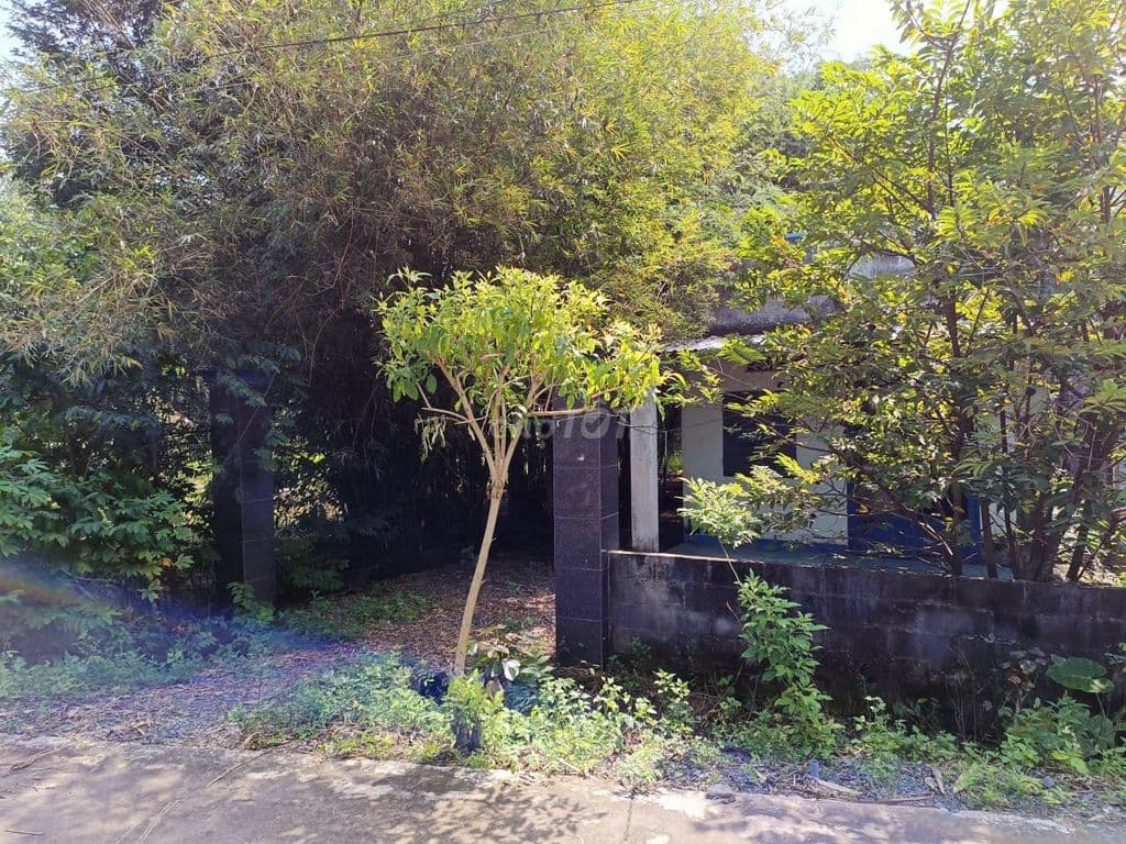 Đường Nguyễn Thị He, diện tích 281m2, 36m2 thổ cư, xã Thái Mỹ - Ảnh 2