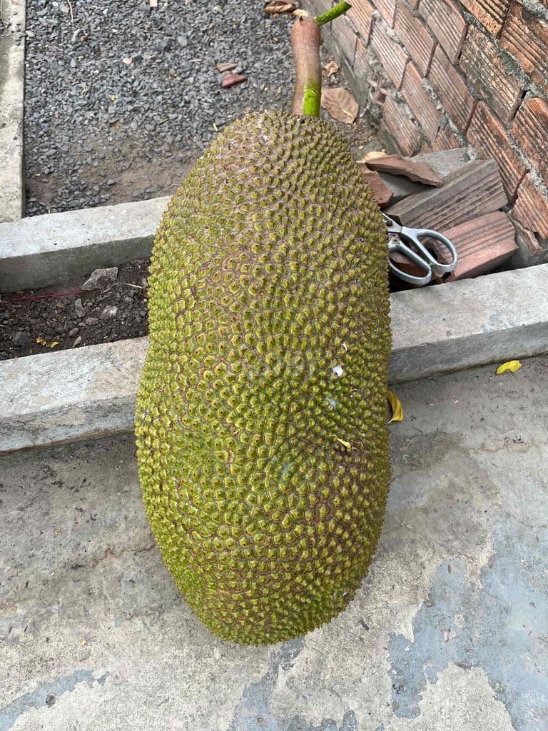 Cần môi giới bán giúp hoa hồng 25tr ạ. SHR đất trồng cây