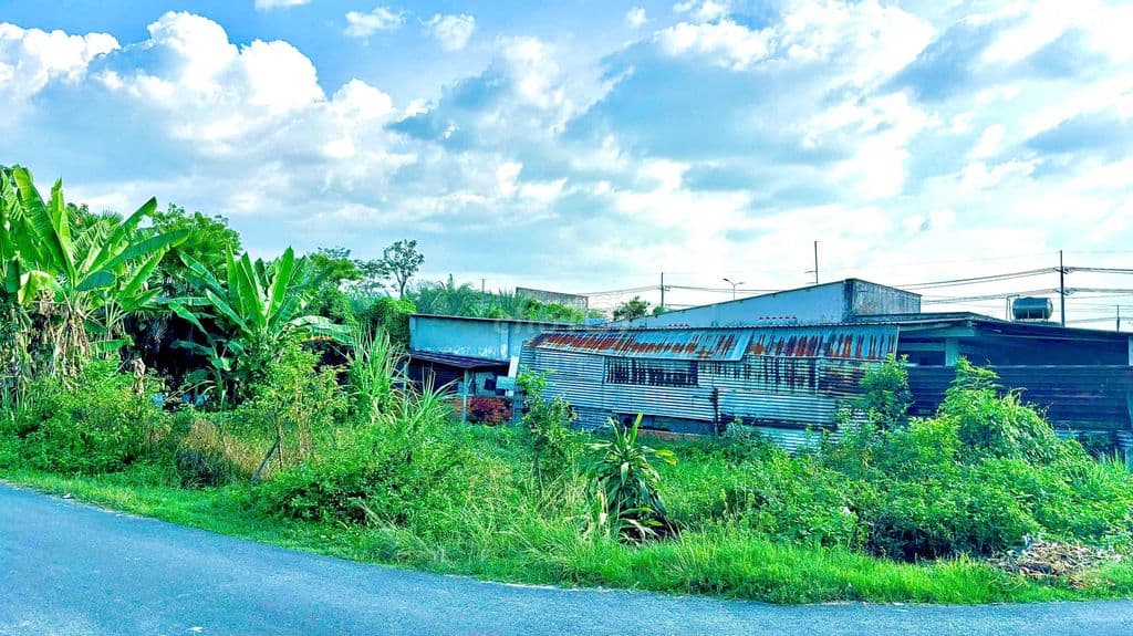 Bán đất Tân Thông Hội Củ Chi 295m2 chính chủ sổ hồng riêng giá rẻ - Ảnh 3