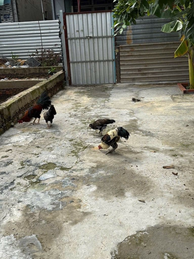 Cần bán đất vi bằng chính chủ ký giấy giá rẻ - Ảnh 3