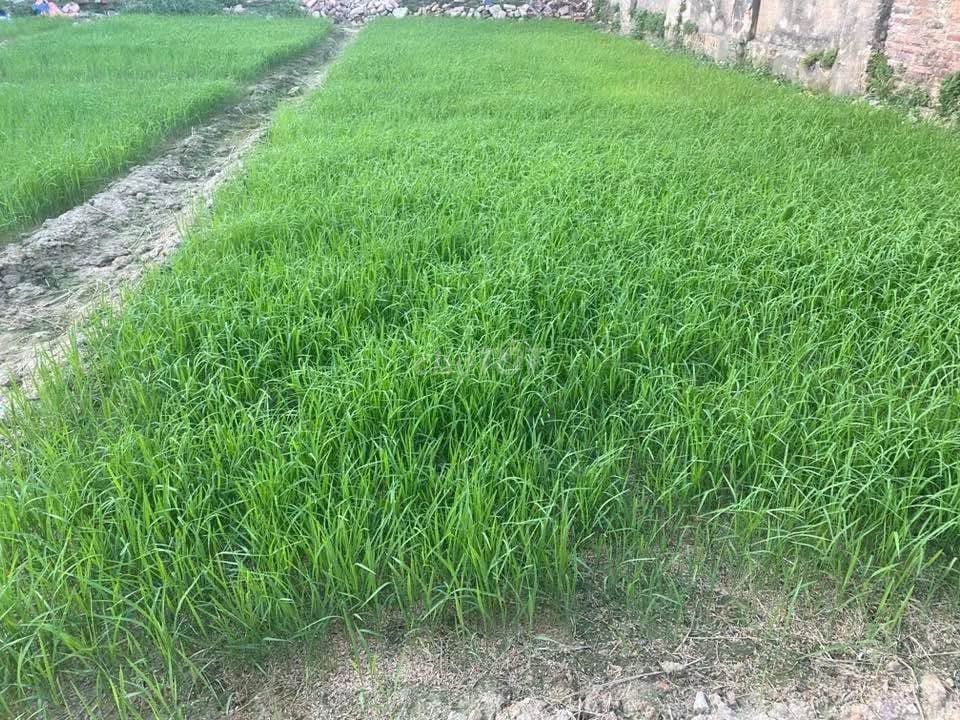 Bán đất thổ cư Sóc Sơn, Hà Nội, giá tốt