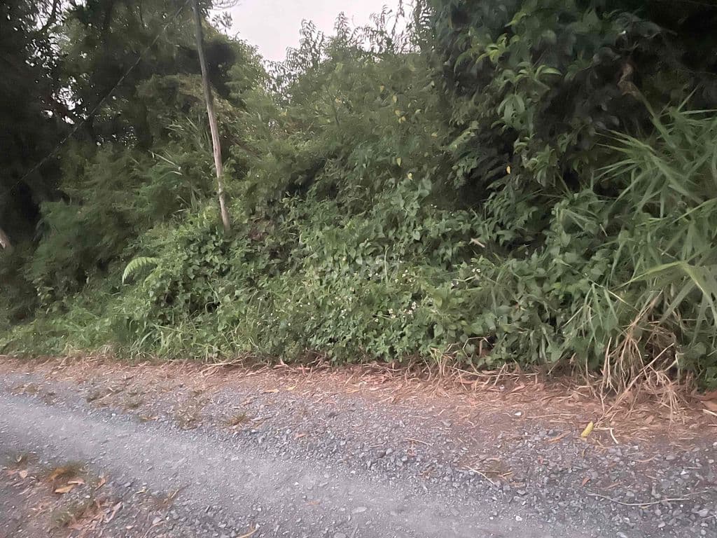 tôi bán mảnh đất vườn mặt tiền Kênh 10 giá rẻ 4 tỉ/ công - Ảnh 3