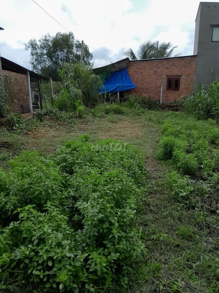 ĐẤT FULL THỔ CƯ CHÍNH CHỦ CẦN BÁN GẦN SÂN GOLF VÀ VINHOMES - Ảnh 3