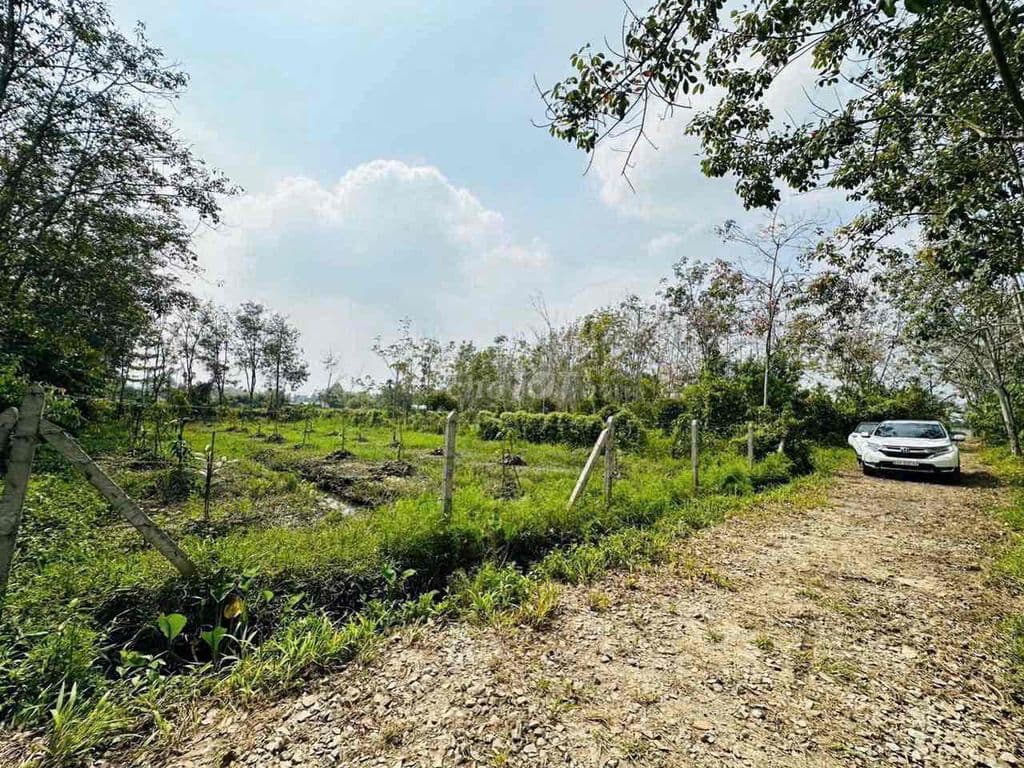 1.000m2 có 120m2 thổ cư đương xe hơi 5 tấn thông đất sạch giá 2.7 tỷ T - Ảnh 2