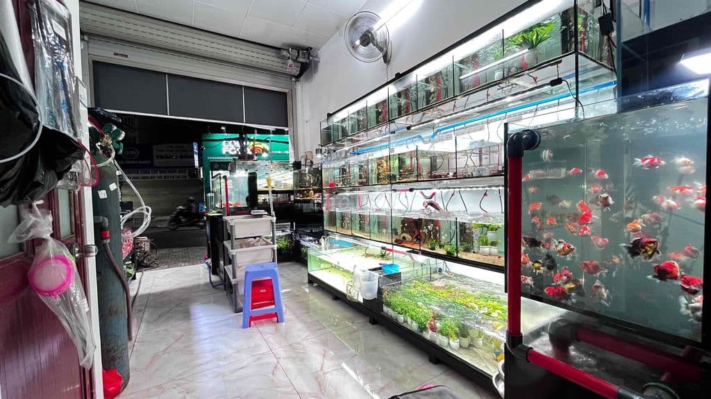 cần Sang tiệm cá cảnh đầy đủ đồ, cá