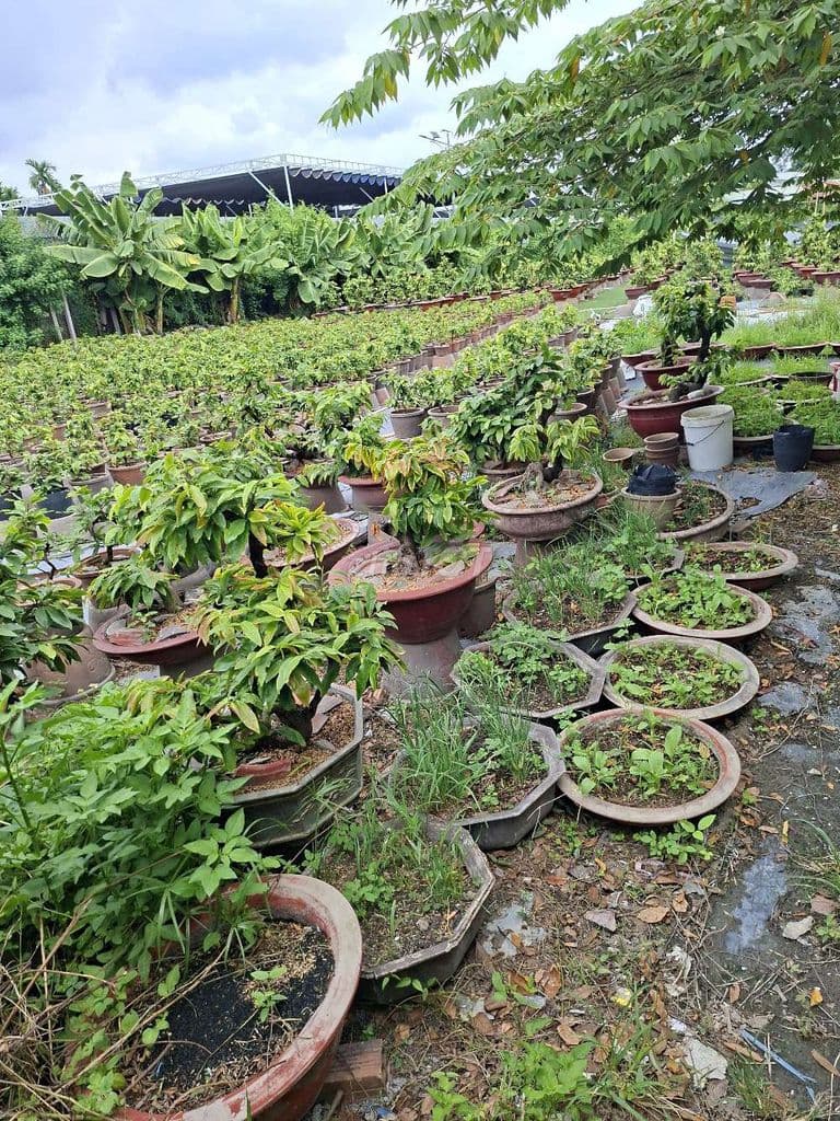 bán 1100m2 đất, hxh đường tam bình, thủ đức - Ảnh 2