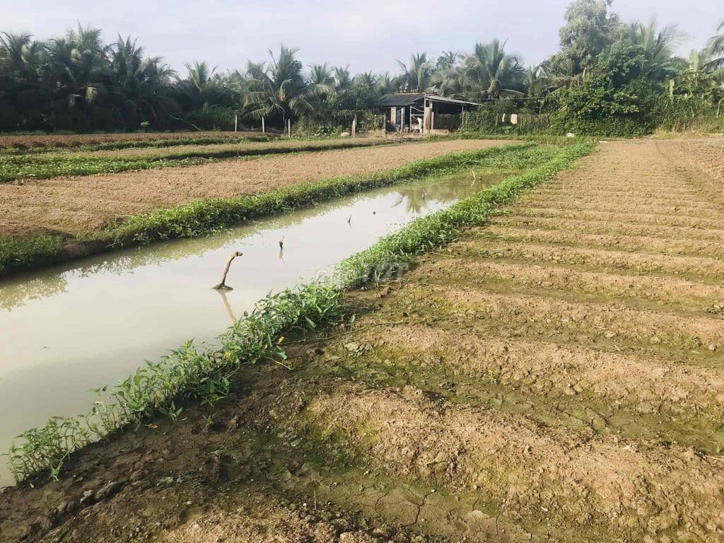BÁN 1000 m2 ĐẤT NÔNG NGHIỆP - Ảnh 2