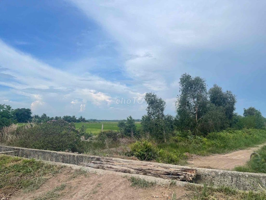 Bán lô đất NN xã Tân An Hội, Củ Chi - Ảnh 3