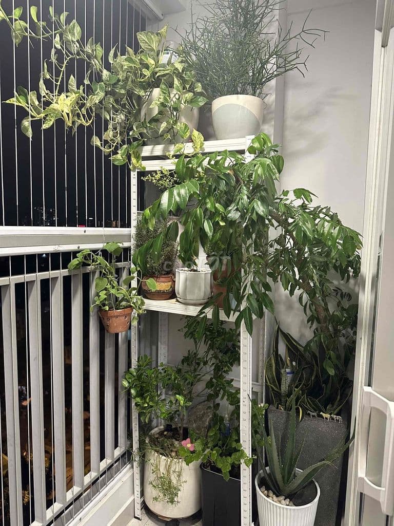 Chính chủ bán căn góc view Ga Metro chung cư Lavita Charm - Ảnh 3