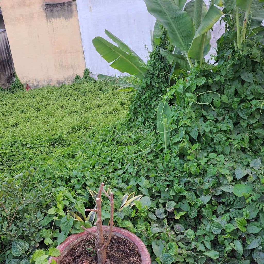 LÔ ĐẤT ĐẸP - PHÚ THUẬN - QUẬN 7 - KHU CAO TẦNG - 50M2 - CHỈ 3.99 TỶ.