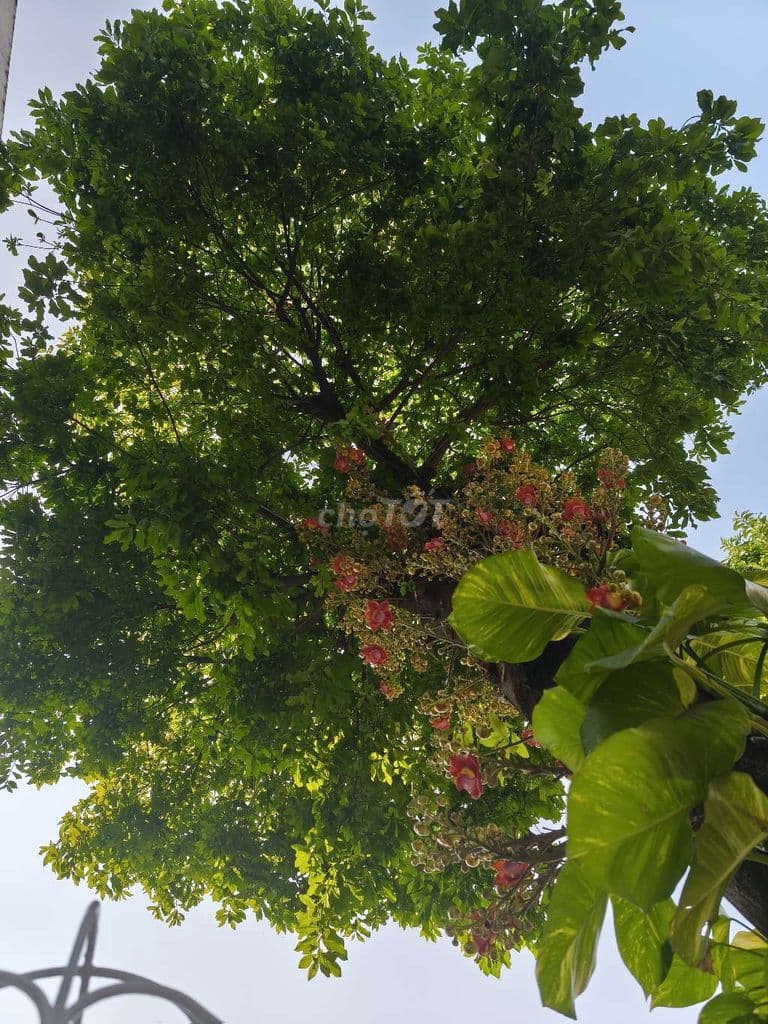 2.8 tỷ căn góc sổ sẵn view thoáng mát ạ