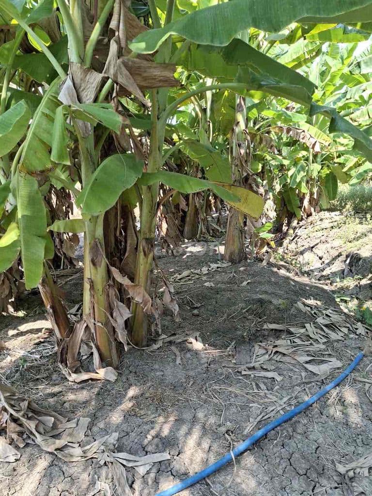 Cần bán 1000m2 giá 1.6ti ngay làng Đại Học Hưng Long - Ảnh 2