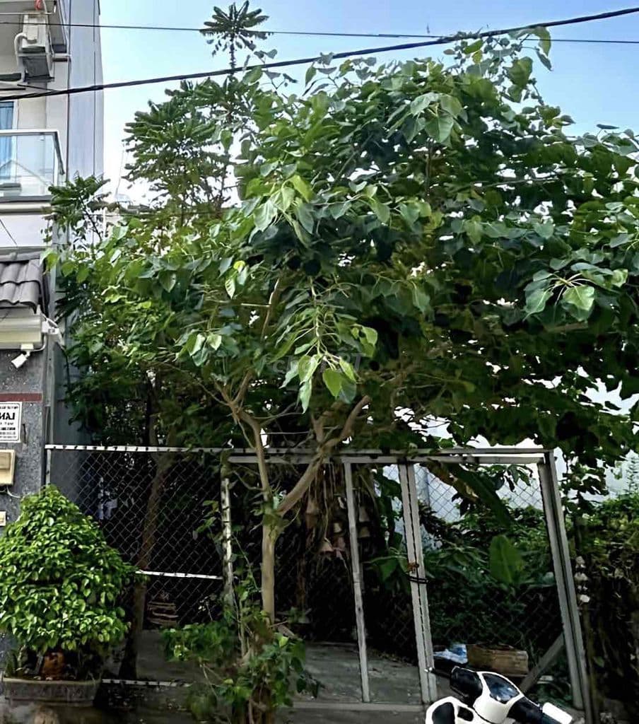 BÁN ĐẤT MT RA HOÀNG QUỐC VIỆT NGANG 5x16m KDC ĐỒNG BỘ GIẢM GIÁ 8,6TỶ - Ảnh 2