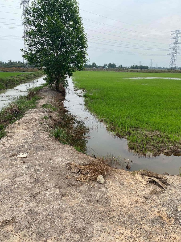 🌱 BÁN ĐẤT NÔNG NGHIỆP TÂN PHÚ TRUNG – CỦ CHI - Ảnh 3