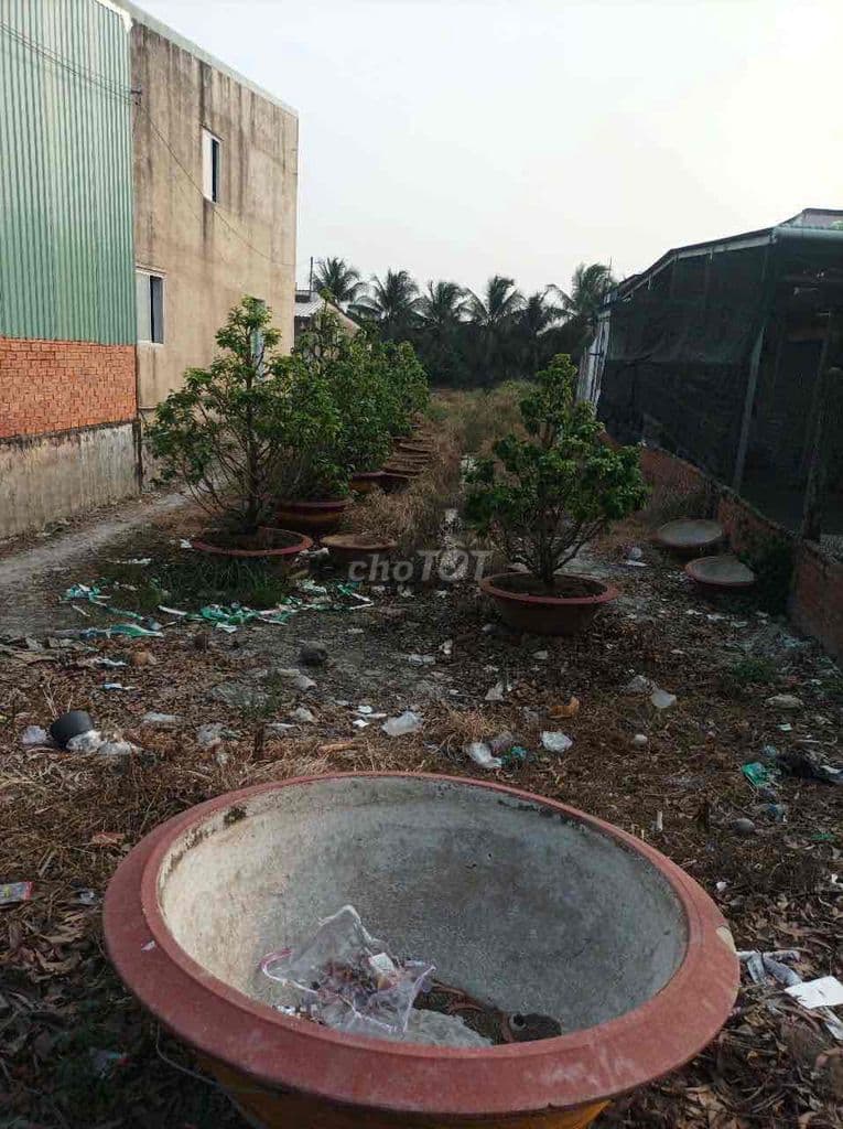 Bán đất thỗ 484m2 xã Bình Lợi Bình Chánh - Ảnh 3