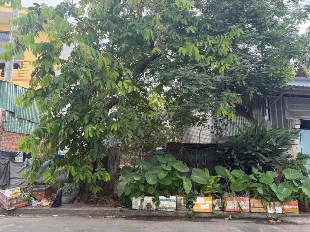 Đất khủng ngang 8m vuông vức-Gần chợ Xuân Thới Thượng-Phan Văn Hớn - Ảnh 2
