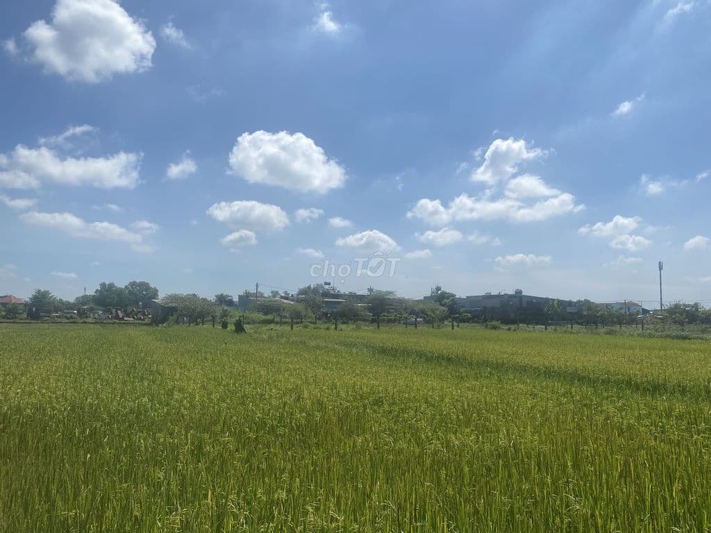 🚨CHÍNH CHỦ SANG NHƯỢNG ĐẤT NÔNG NGHIỆP 1.000m² XÃ VĨNH LỘC – TP. HCM - Ảnh 2
